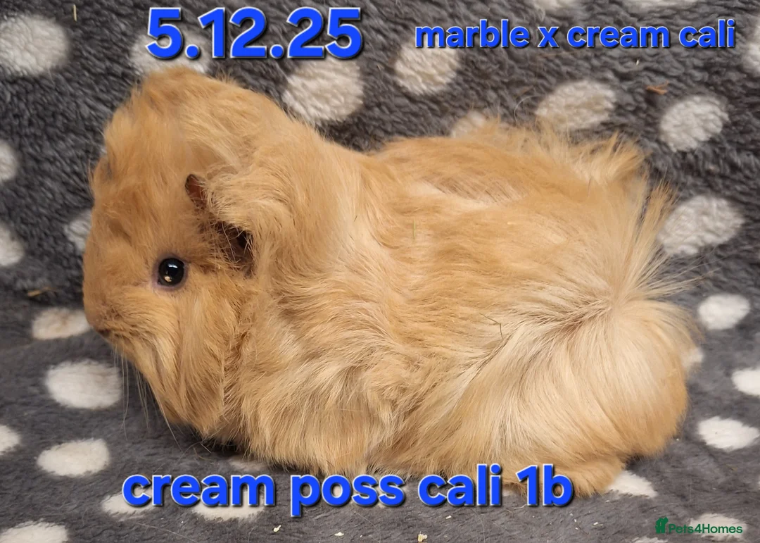 Guinea Pig rodents for sale: Baby male peruvian guinea pigs  - Advert 2