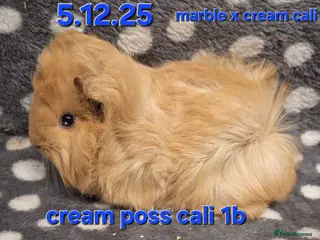 Guinea Pig rodents Baby male peruvian guinea pigs - Advert 12