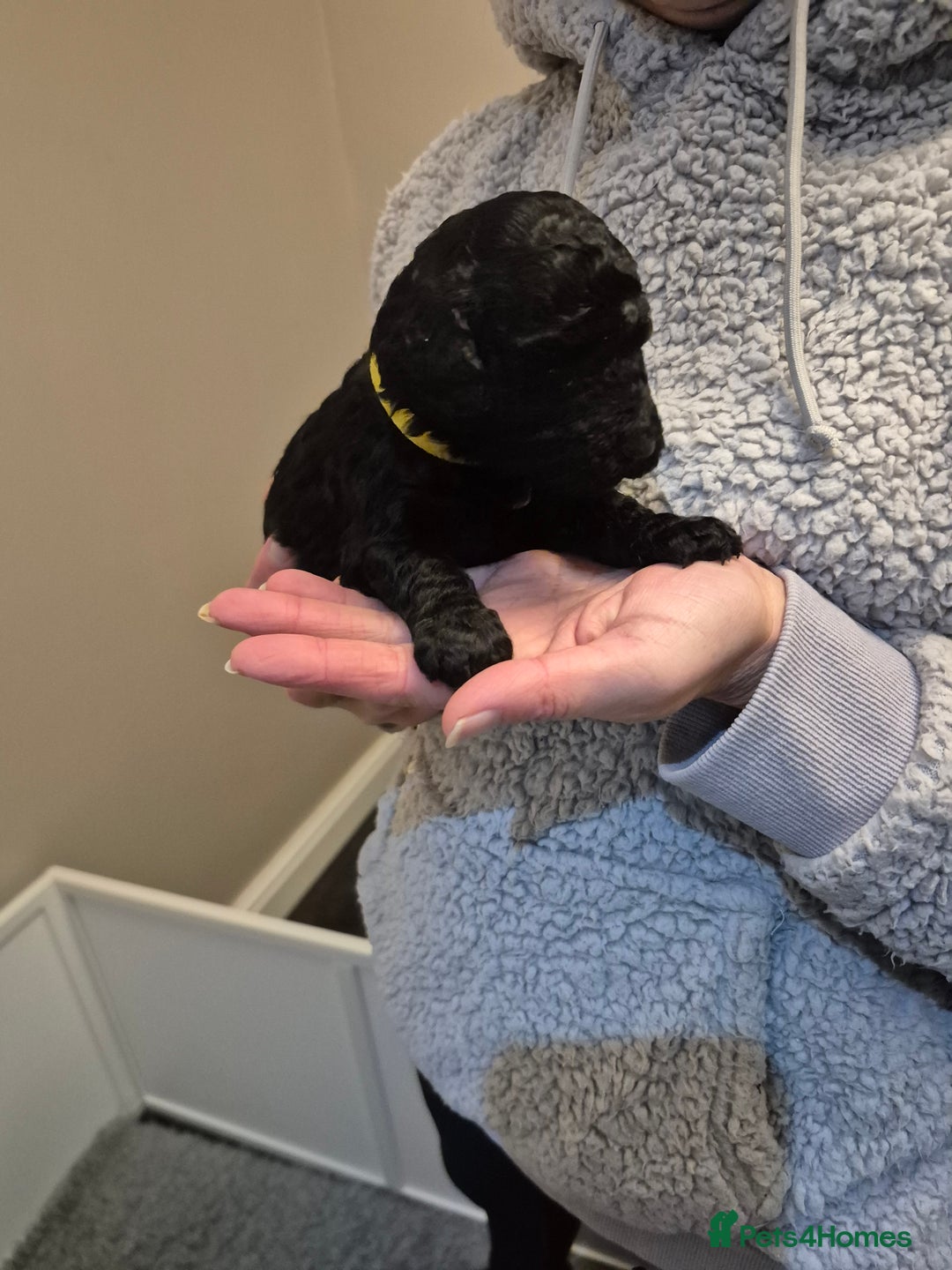 Cockapoo dogs for sale: Adorable cockapoo puppies - Advert 7