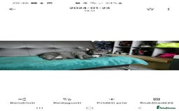 French Bulldog dogs for sale: French bulldog  - Image 2