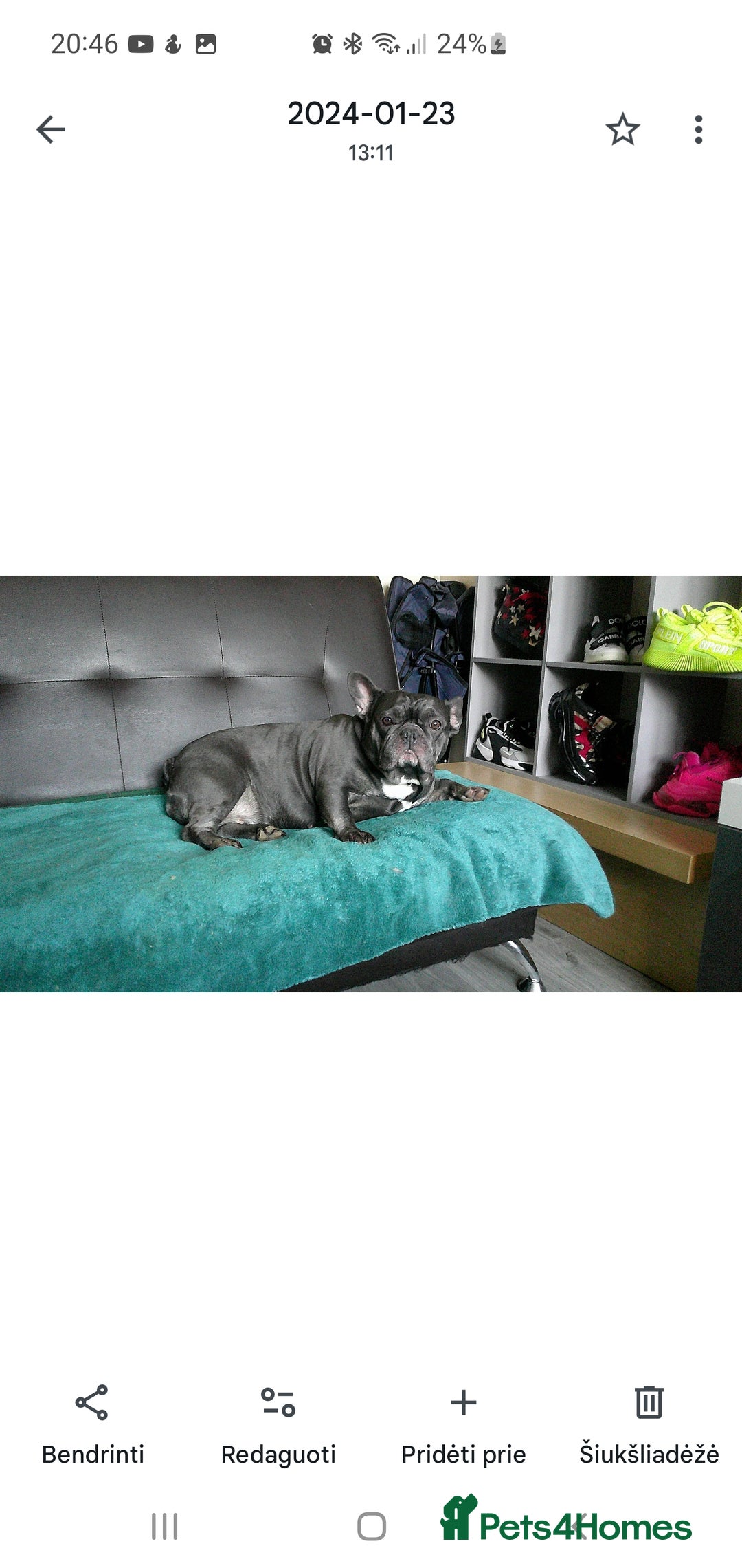 French Bulldog dogs for sale: French bulldog  - Image 2