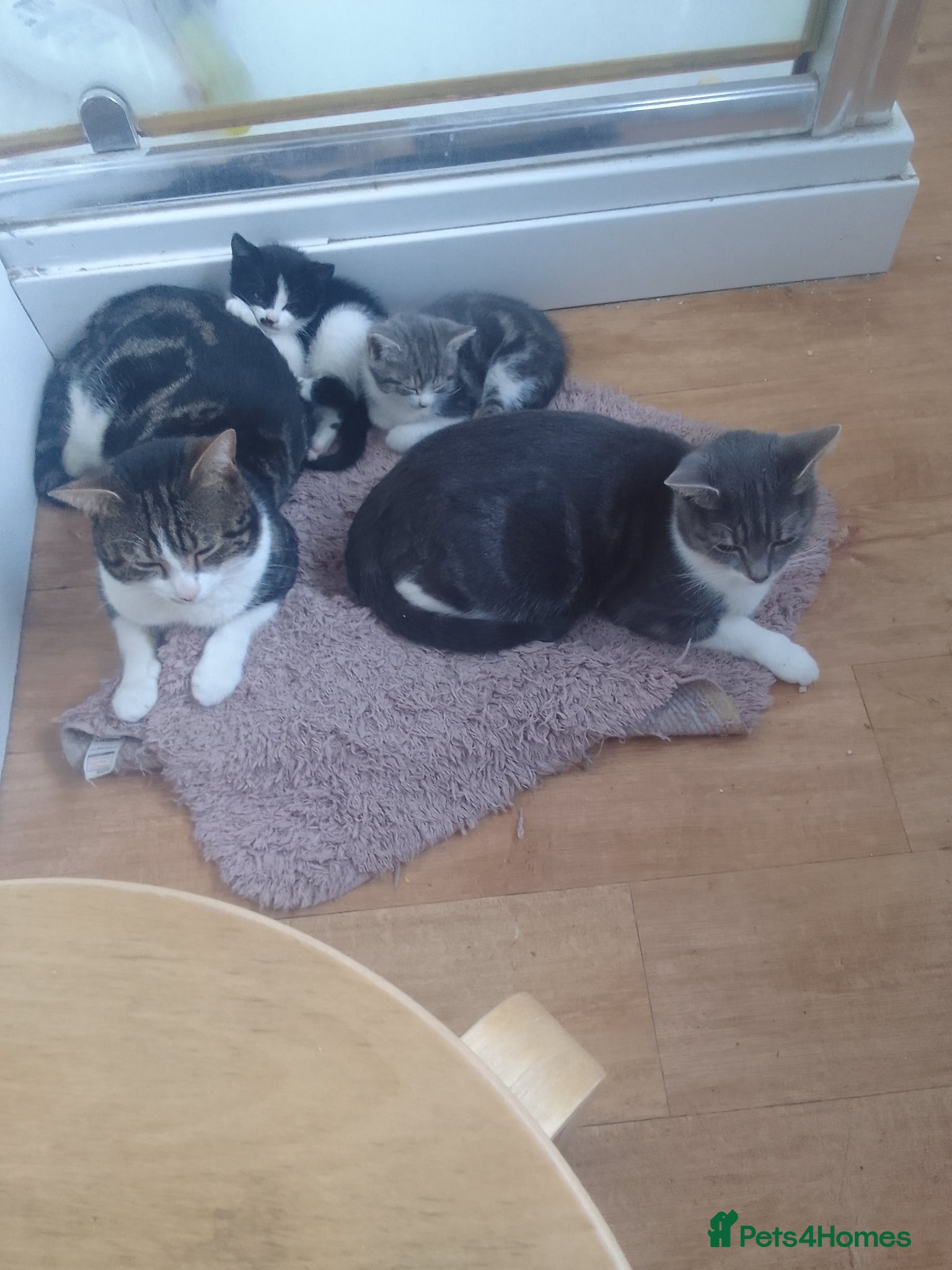 Mixed Breed cats For sale - Advert 2