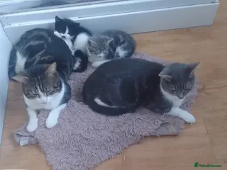 Mixed Breed cats For sale - Advert 3