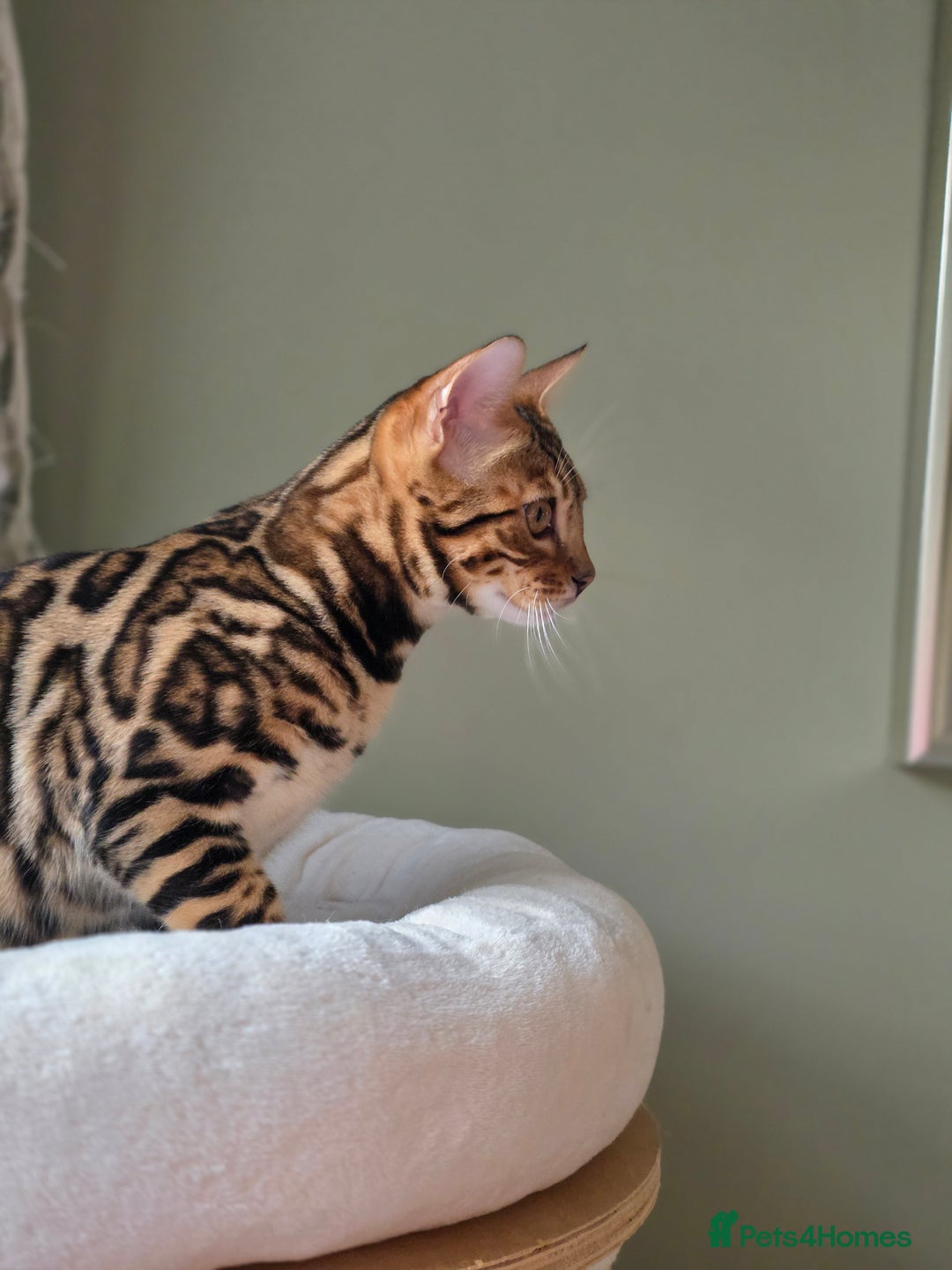 Bengal cats for sale: Brown Rosetted Bengal Prince  - Advert 6
