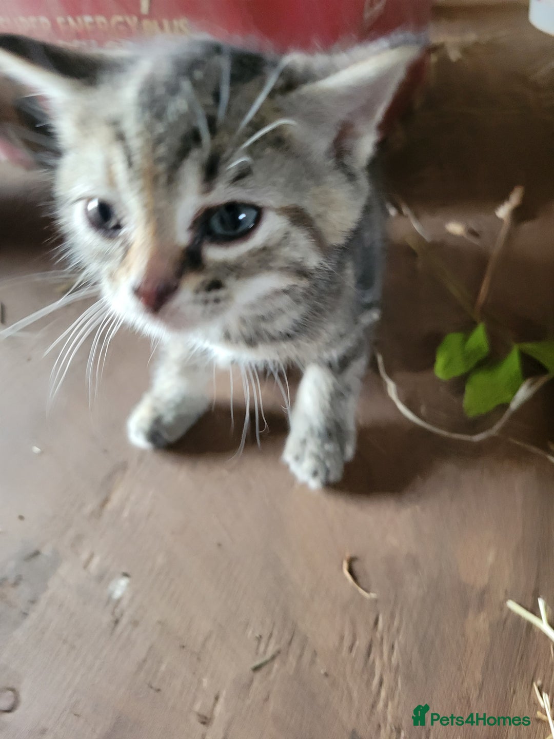 Mixed Breed cats for sale: Lovely kittens for sale in Tiverton - Image 6