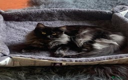Maine Coon cats for sale: Full pedigree Maine Coon Female - Image 15