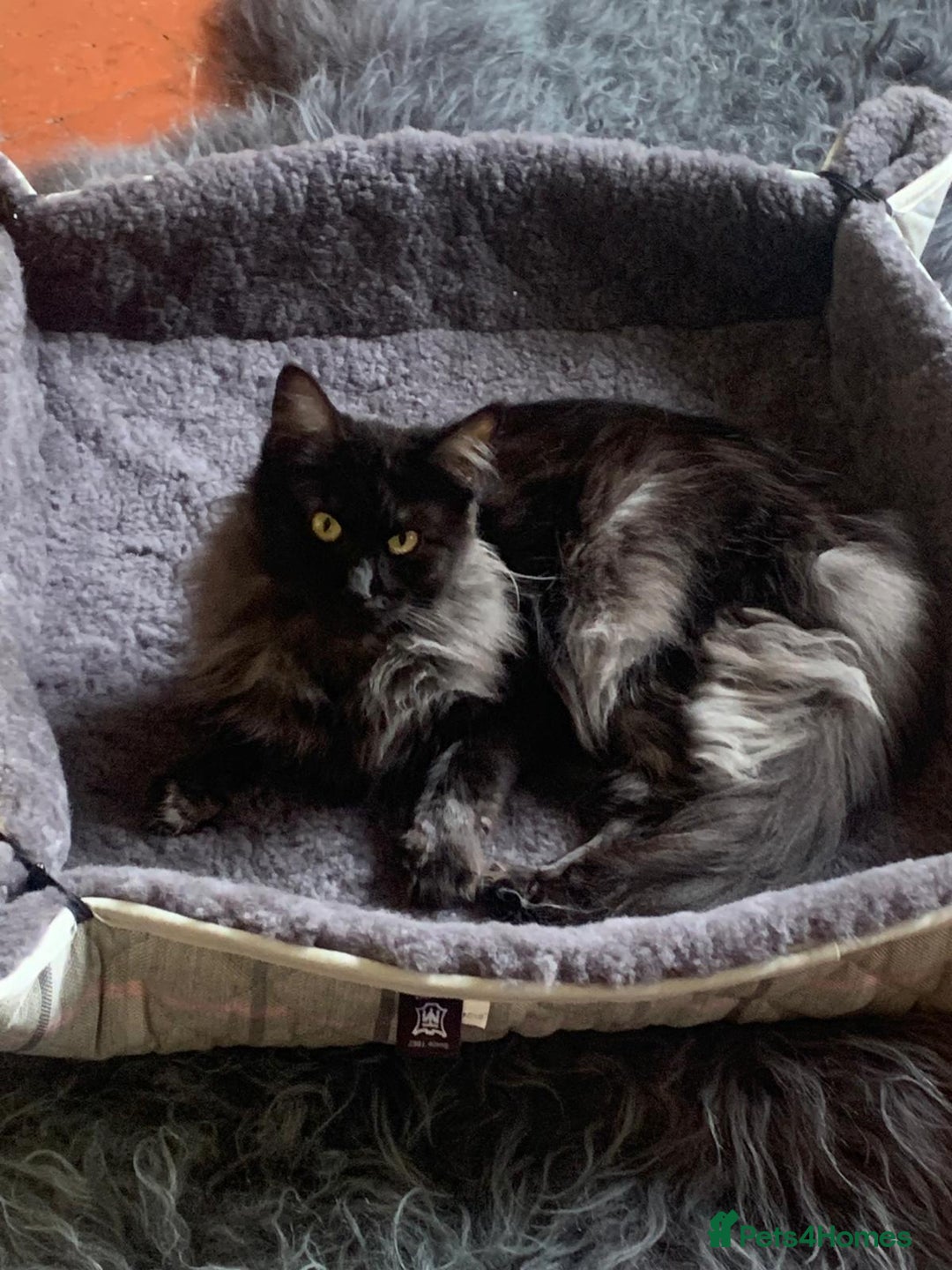 Maine Coon cats for sale: Full pedigree Maine Coon Female - Image 15
