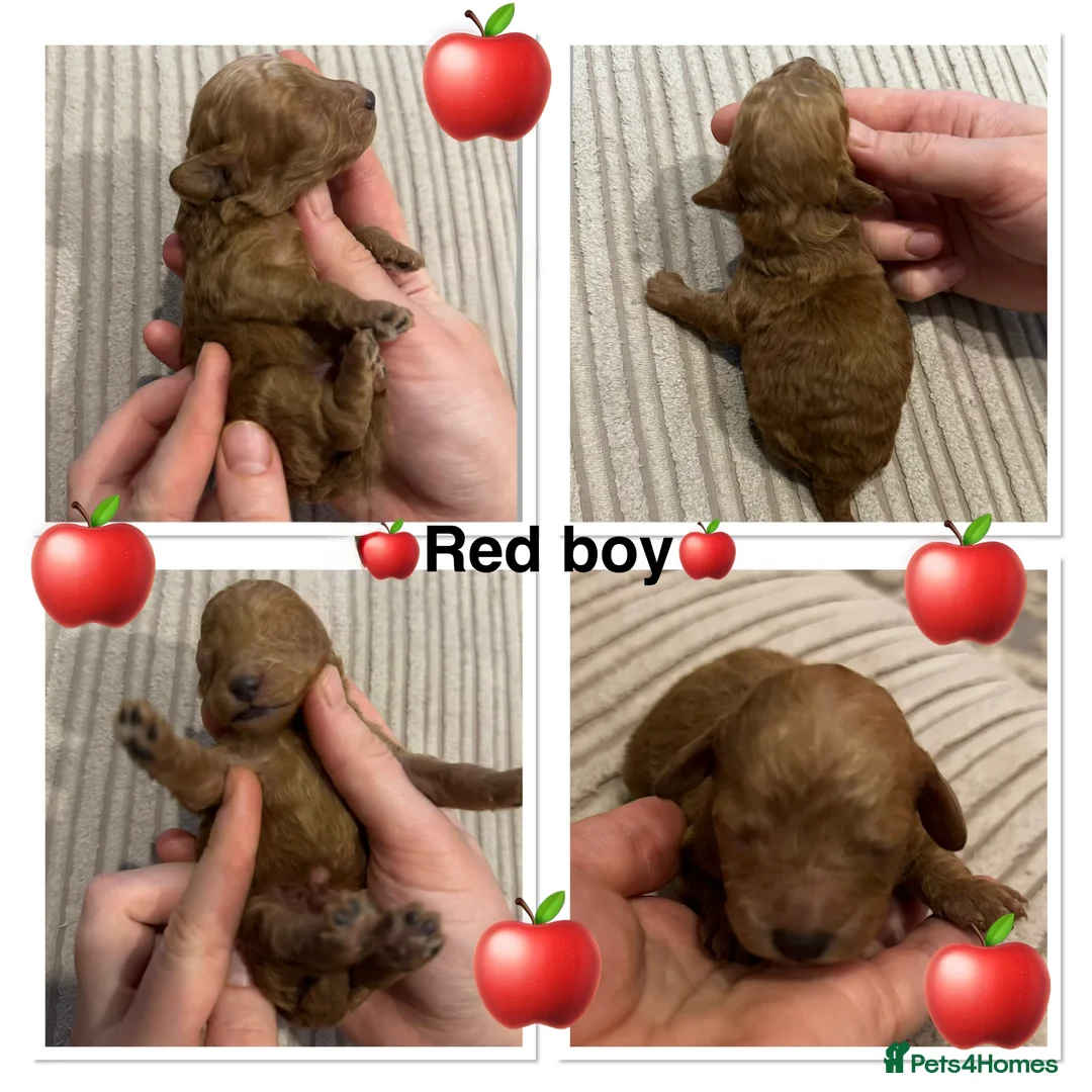 Miniature Poodle dogs for sale: 🐶Miniature/Toy poodle puppies🐶 - Advert 7