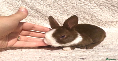 Rex rabbits - Advert 5