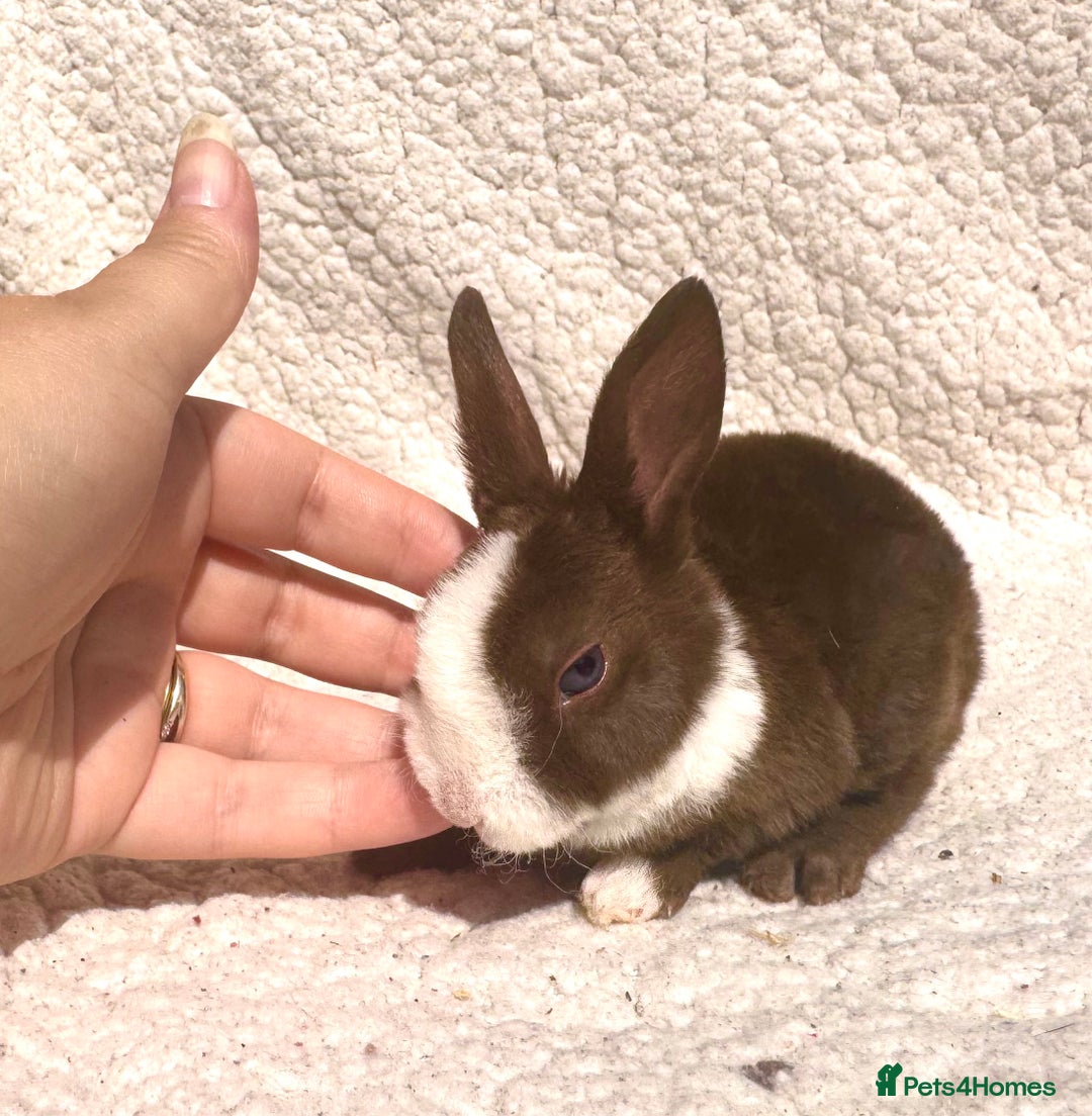 Rex rabbits for sale: chocolate vienna mini rex babies - Image 3