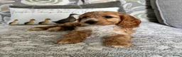 Cockapoo dogs for sale: Beautiful cockapoos - Advert 4