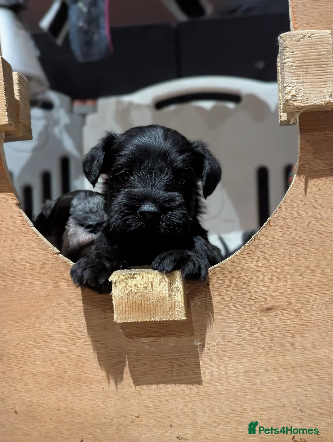 Miniature Schnauzer dogs for stud: Fully health tested, KC reg stud - Advert 14
