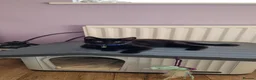 Mixed Breed cats for sale: 2 male Long Haired Mix Breed Kittens - Advert 2