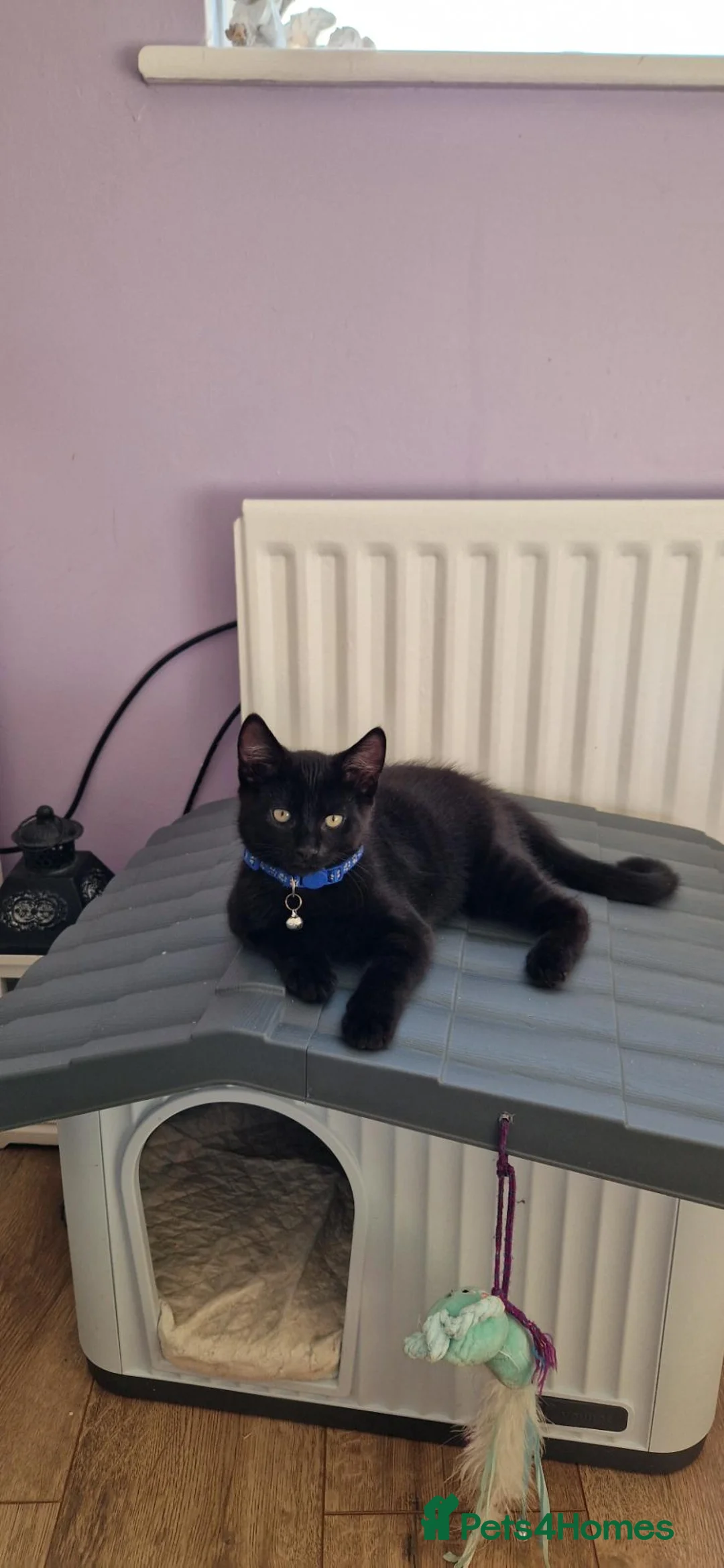 Mixed Breed cats for sale: 2 male Long Haired Mix Breed Kittens - Advert 2