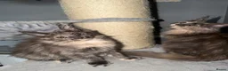 Maine Coon cats for sale: Maine Coon kittens and adults - Advert 8