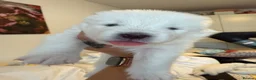 Samoyed dogs for sale: 🐾 Beautiful Samoyed Puppies Available 🐾 - Advert 26