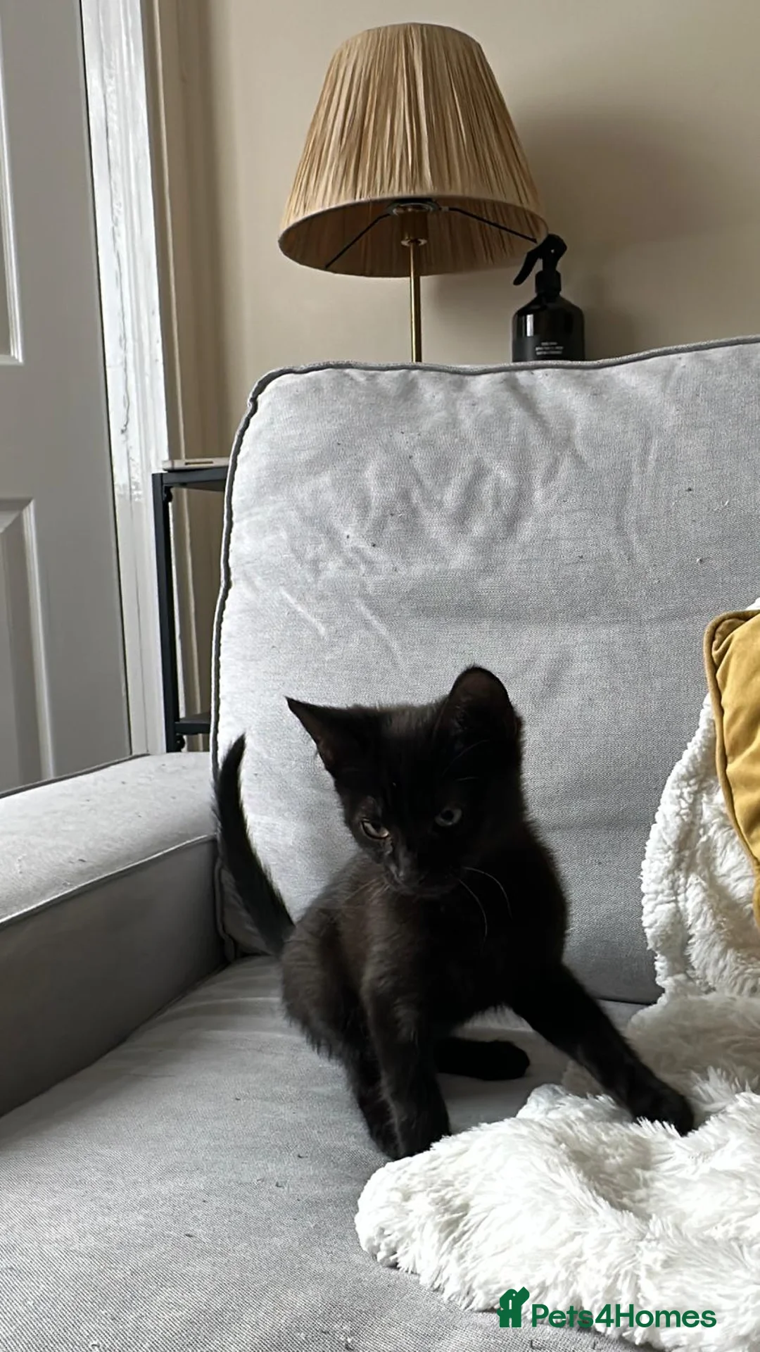 Mixed Breed cats for sale: Black Kittens looking 4 forever home in Enfield - Advert 2