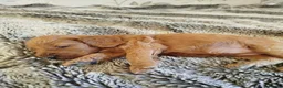 Cockapoo dogs for sale: Cockerpoo f2 - Advert 23
