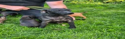 Mixed Breed dogs for sale: Border Lakeland X Patterdale terrier  in Nottingham - Advert 6