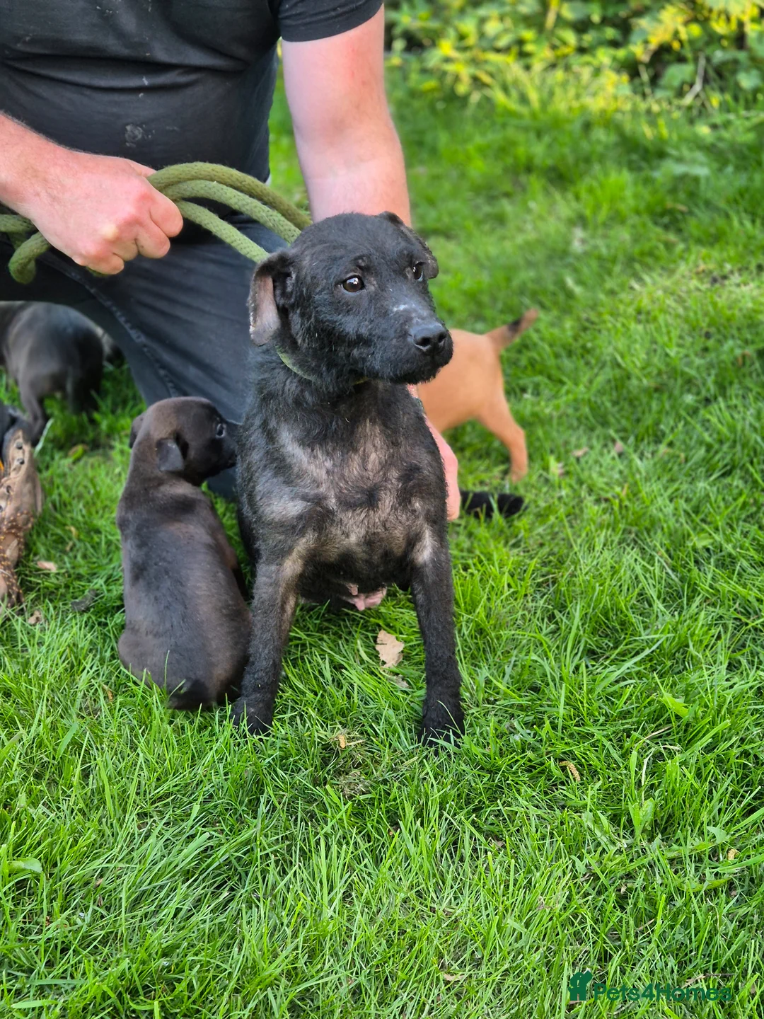 Mixed Breed dogs for sale: Border Lakeland X Patterdale terrier  in Nottingham - Advert 6