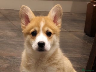 Welsh Corgi Pembroke dogs 1 Beautiful Little Lady Left🩷🐾 - Advert 1