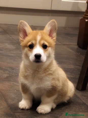 Welsh Corgi Pembroke dogs 1 Beautiful Little Lady Left🩷🐾 - Advert 1