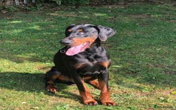 Dobermann dogs for sale: 3 Male Top Line Dobermans - Image 18