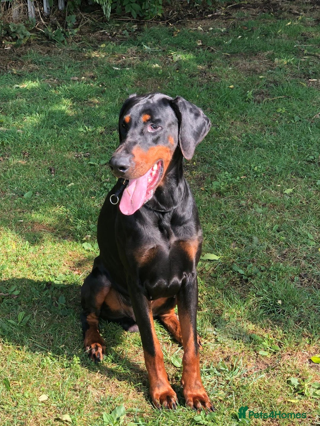Dobermann dogs for sale: 3 Male Top Line Dobermans - Image 18