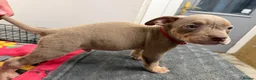 American Bully dogs for sale: American pocket bully puppies for sale 🐾 - Advert 20