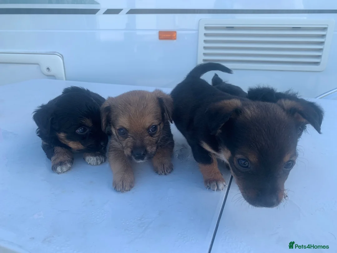 Jack Russell dogs for sale: Jack Russells  in Keston - Advert 11