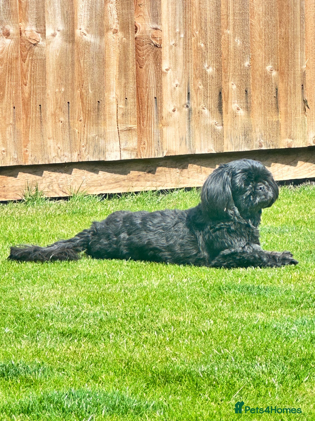 Shih Tzu dogs for sale: 2 x  Imperial Shihtzu - Advert 20