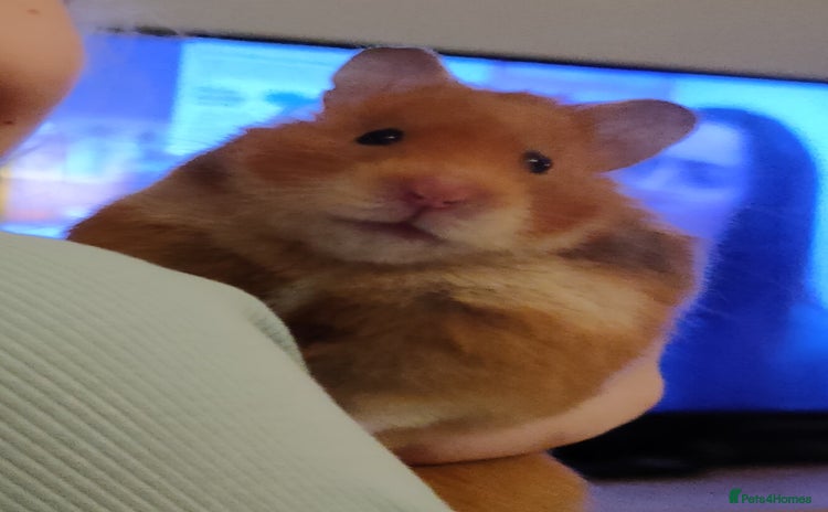 Hamster rodents - Advert 3
