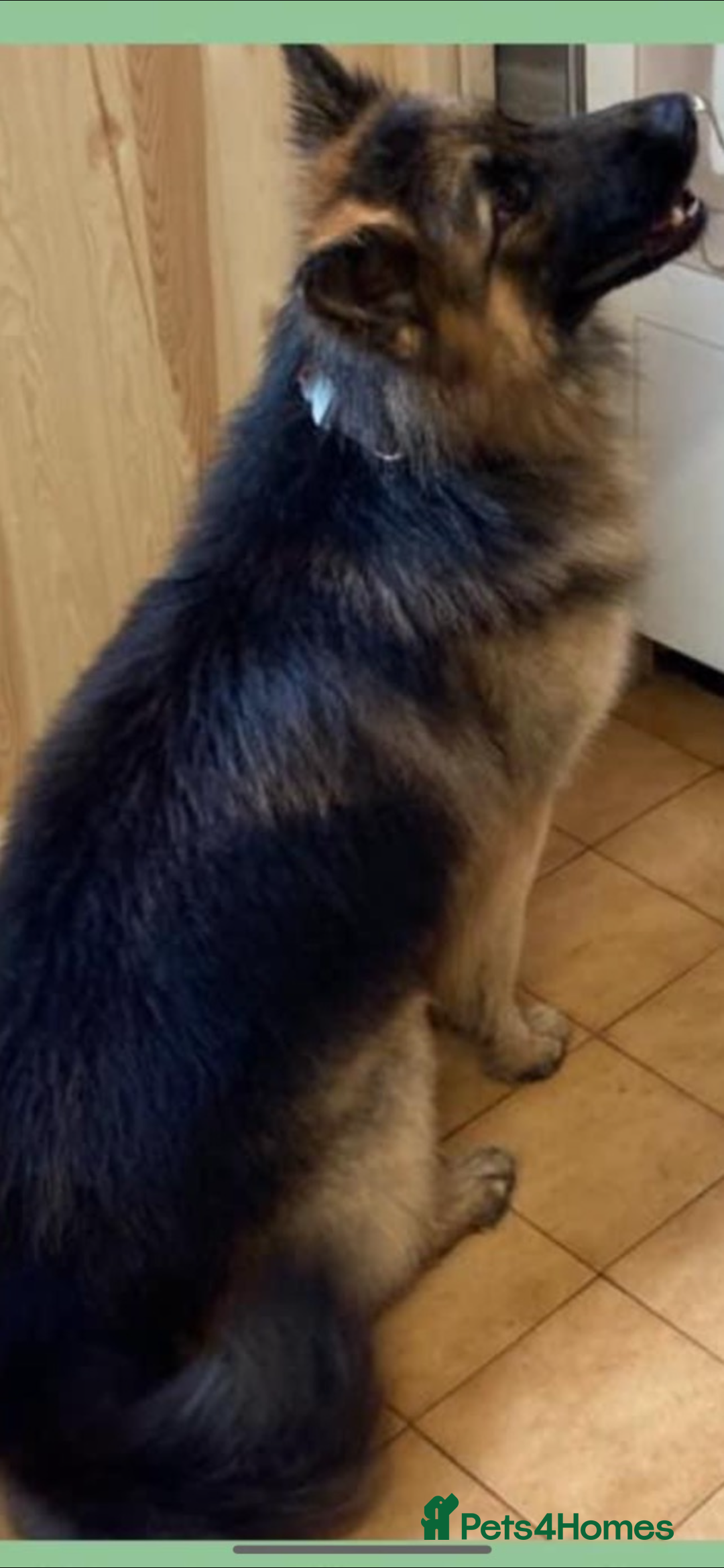 German Shepherd dogs for sale: 5 beautiful German Shepard puppies for sale  - Advert 12