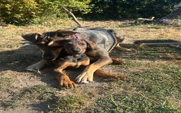Mixed Breed dogs for sale: *ONLY 2 LEFT* Stunning Doberman/Shepheard PUPPIES - Image 5