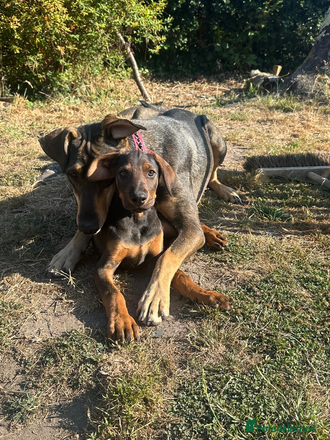 Mixed Breed dogs for sale: *ONLY 2 LEFT* Stunning Doberman/Shepheard PUPPIES - Image 5
