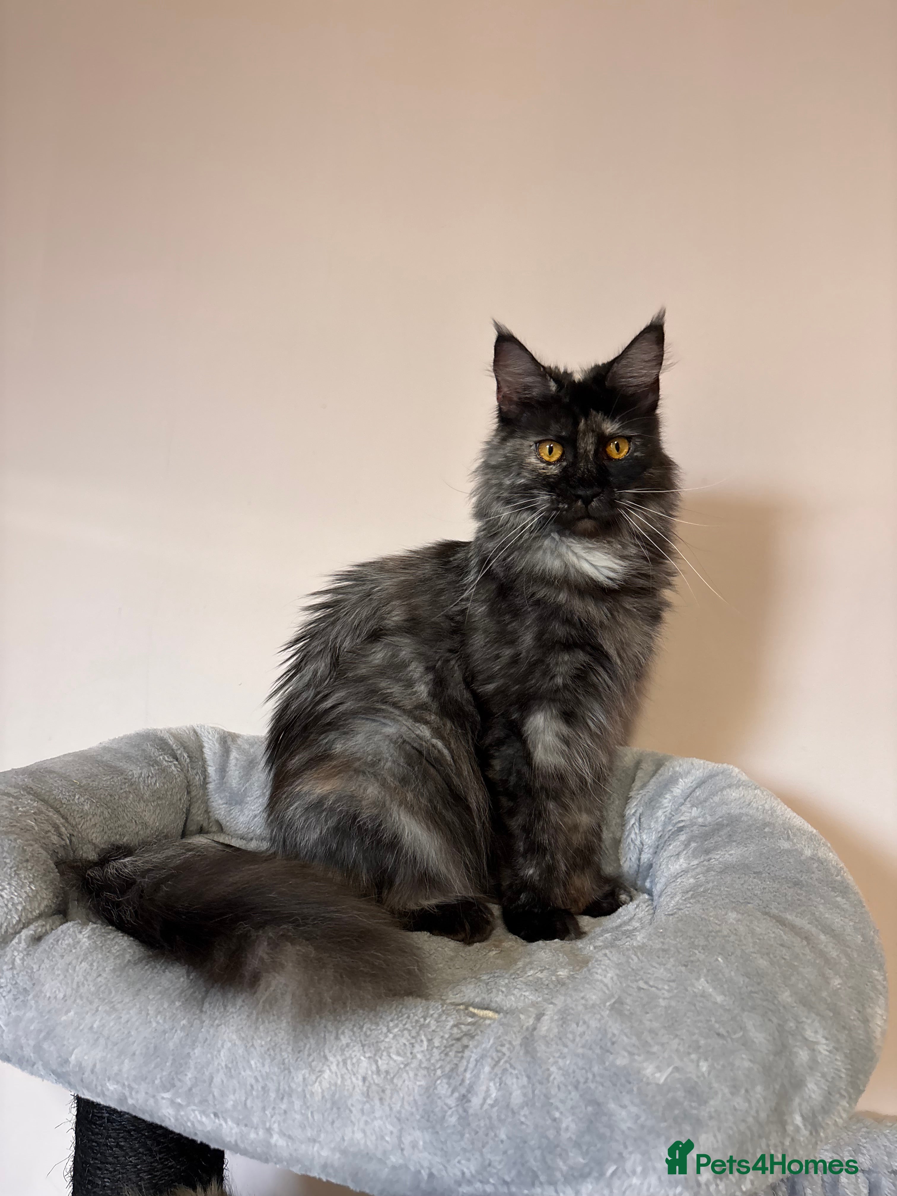 Maine Coon cats 💕GCCF Stunning Gorgeous Female For sale💕 - Advert 2