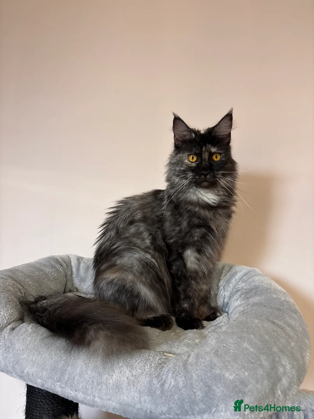 Maine Coon cats for sale: 💕GCCF Stunning Gorgeous Female For sale💕 - Advert 2