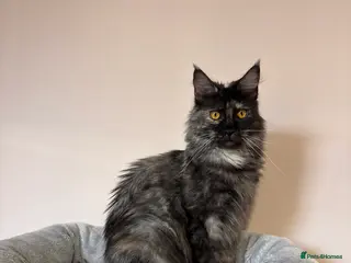 Maine Coon cats 💕GCCF Stunning Gorgeous Female For sale💕 - Advert 2