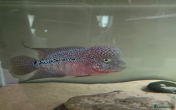 Cichlids fish for sale: Male Flowerhorn - Image 5