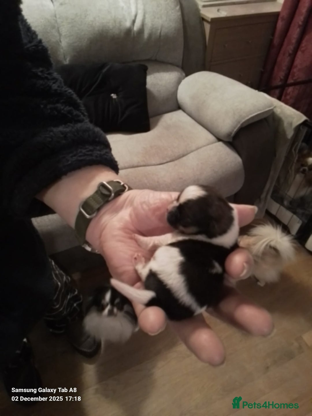 Pomeranian dogs for sale: Tiny toy size parti-Pomeranian 8 weeks ready now - Advert 14