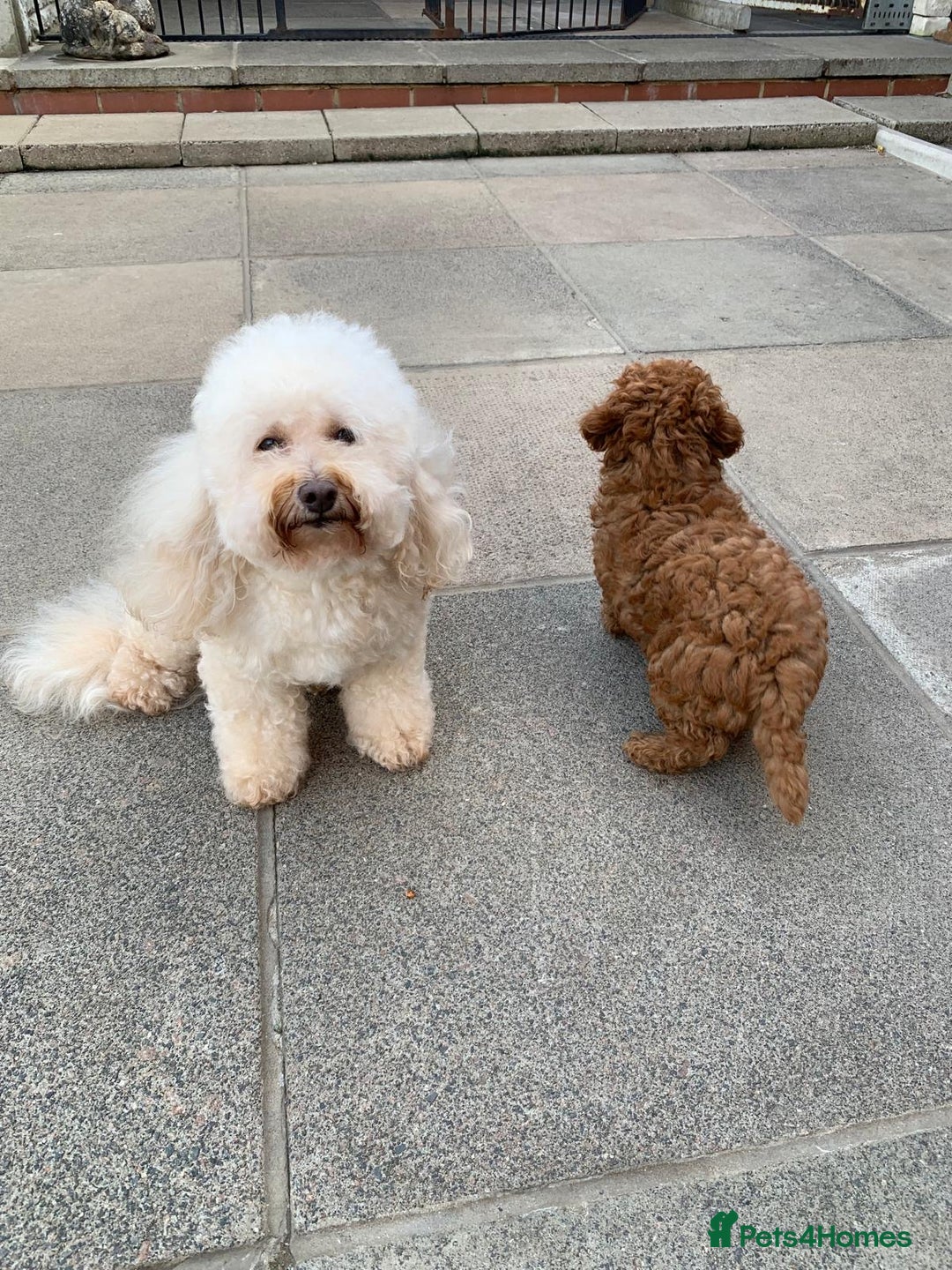 Toy Poodle dogs for sale: One of a kind deep red toy poodle boy - Image 21