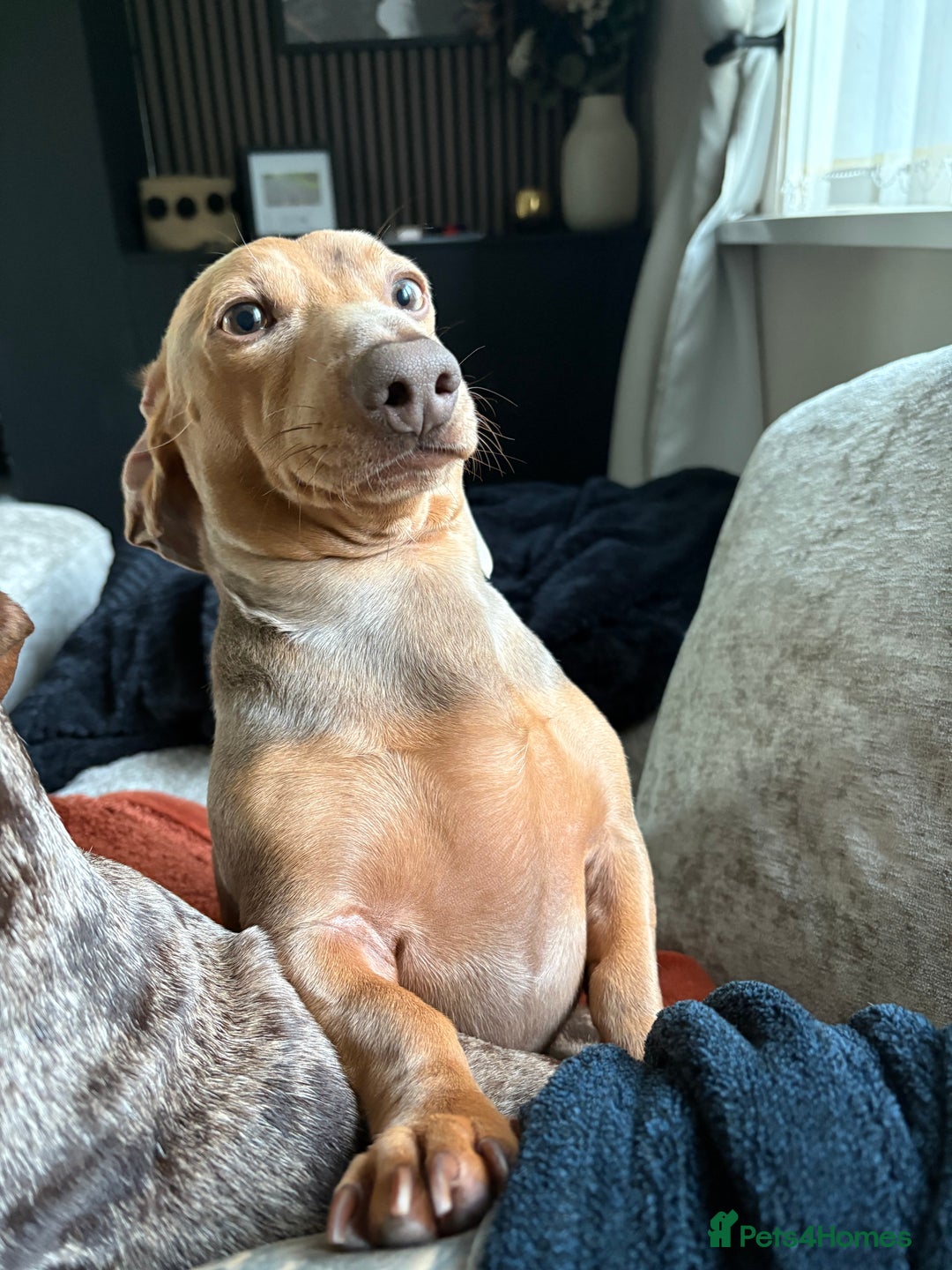 Miniature Dachshund dogs for sale: 2 Minature Dachshund - Image 16