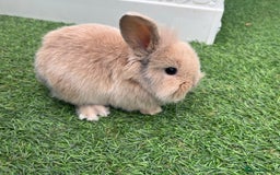 Lionhead rabbits for sale: Lionhead bunnies  - Image 10