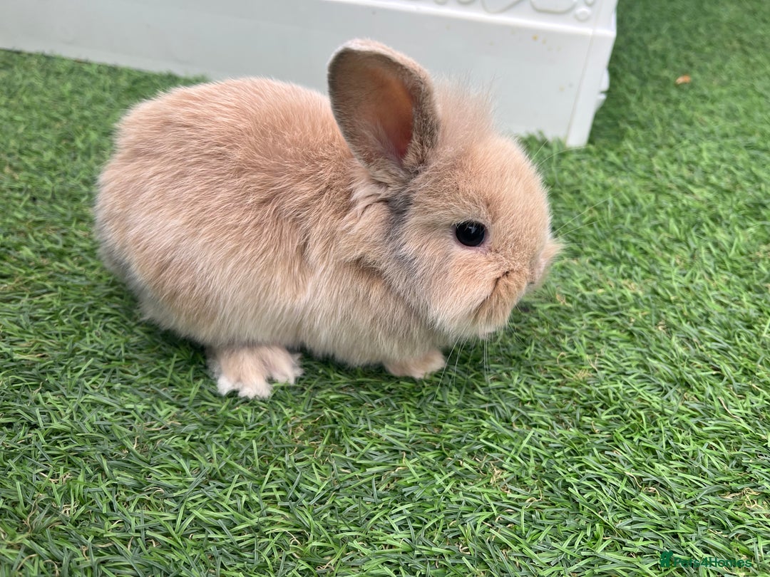 Lionhead rabbits for sale: Lionhead bunnies  - Image 10