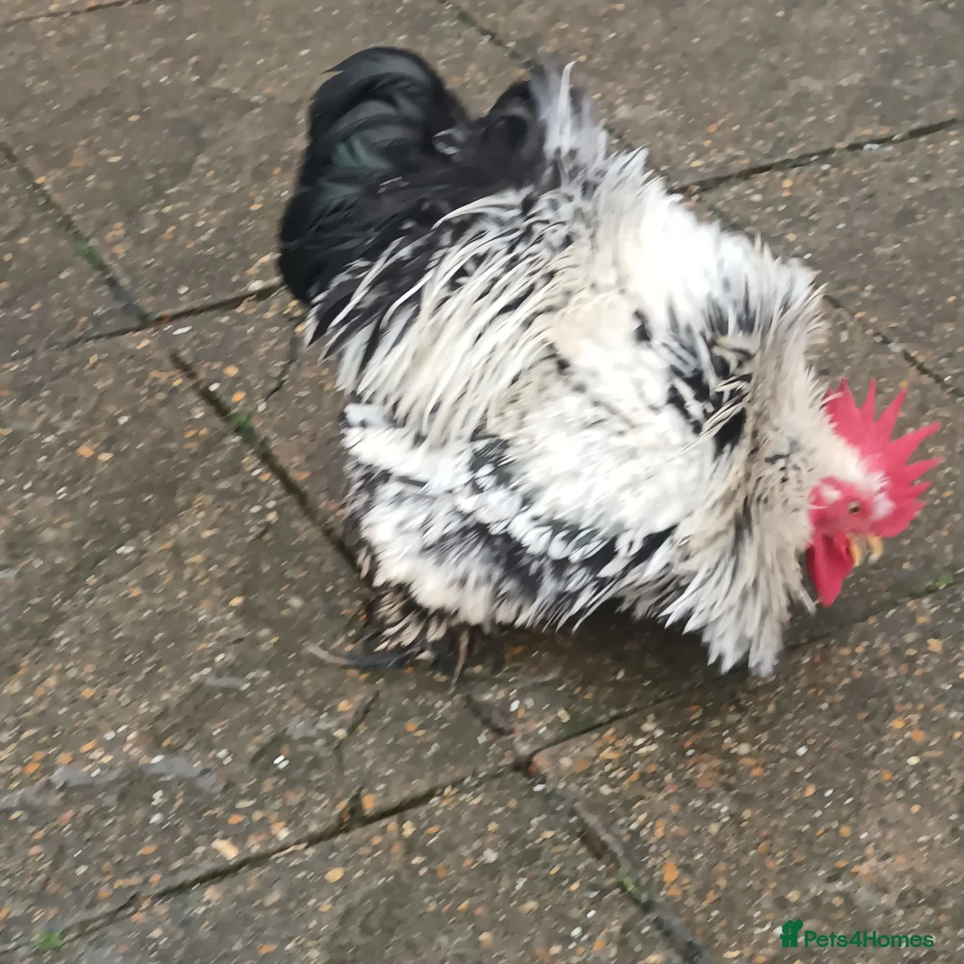 Hens poultry for sale: Hens for free - Advert 7