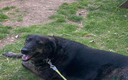 Mixed Breed dogs for adoption: Meet Ralphy, currently residing in Basingstoke  in Basingstoke - Image 3