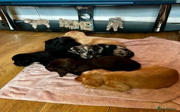 Cocker Spaniel dogs for sale: 2 beautiful cocker spaniels out of a litter of 7 - Image 5