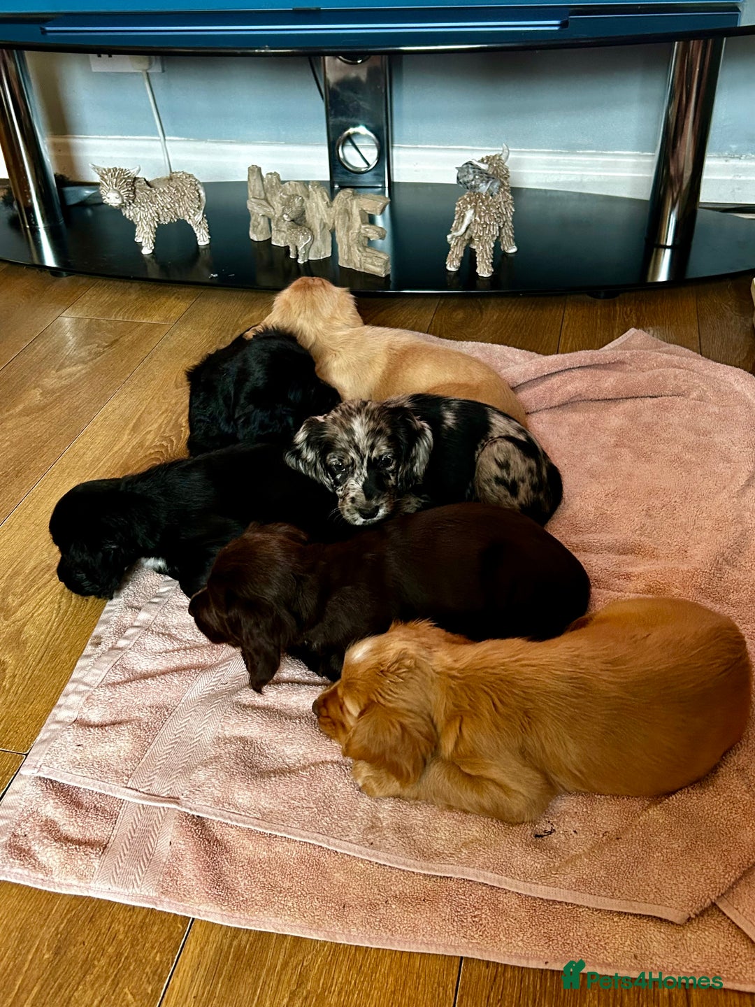 Cocker Spaniel dogs for sale: 2 beautiful cocker spaniels out of a litter of 7 - Image 5