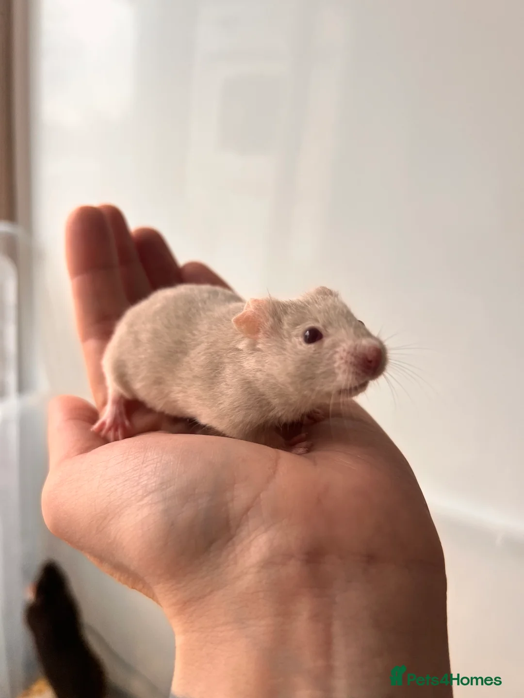 Hamster rodents for sale: Baby syrian hamsters - Advert 6