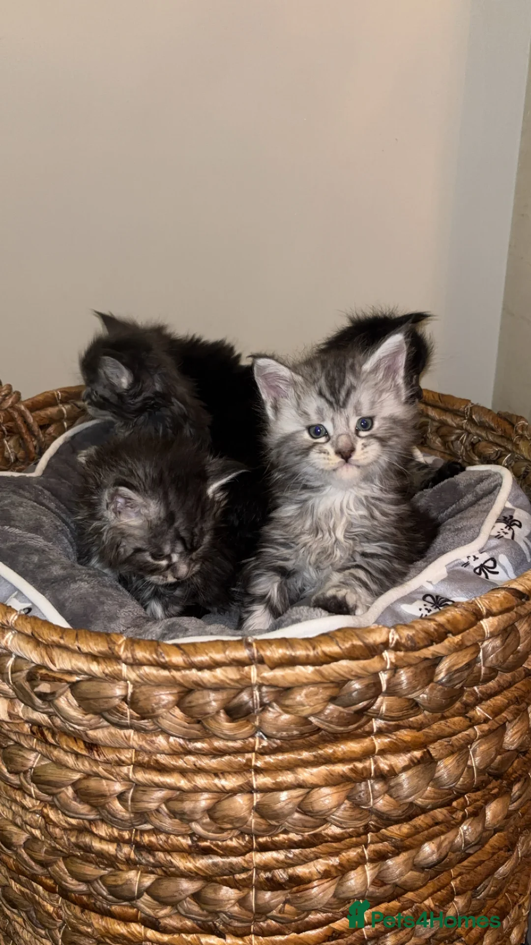 Maine Coon cats for sale: TICA Registered Maine Coon Kittens - Advert 7